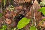 Blue Ridge carrionflower